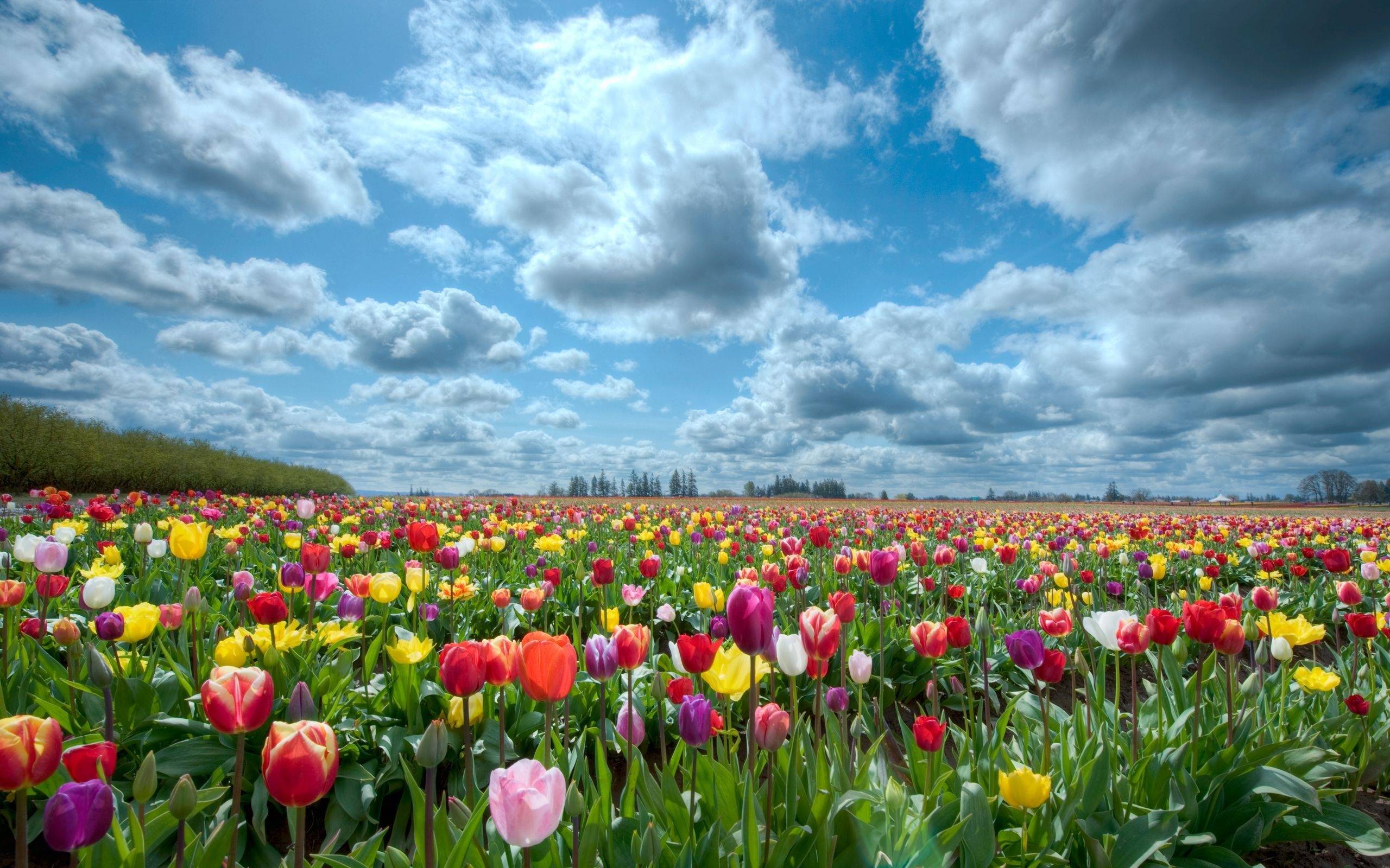 Which Flowers Are Best For Each Occasion? | Epic Workshops Singapore