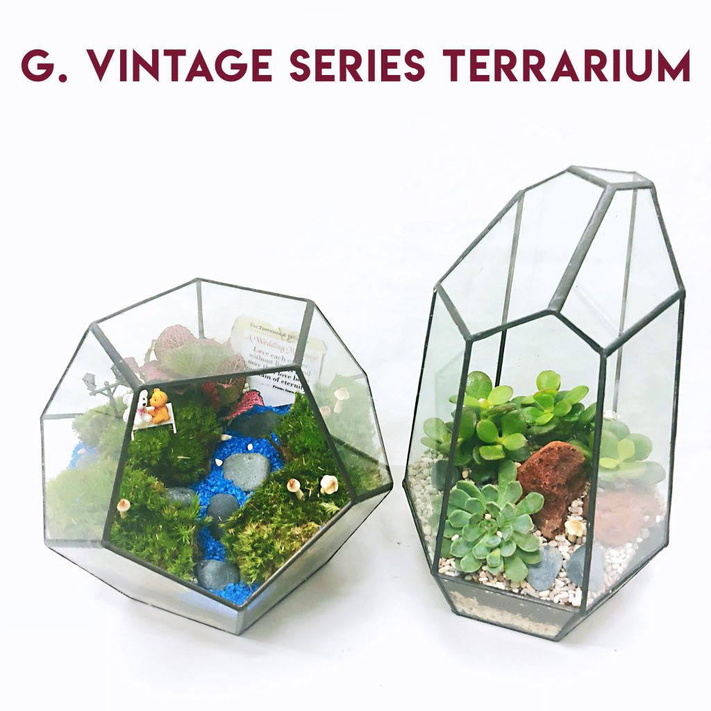 Terrarium 29 Feb 2020, 1pm